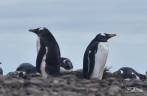 Piguins gentoo em praia de pedras de Steeple Jason, no noroeste das Ilhas Malvinas